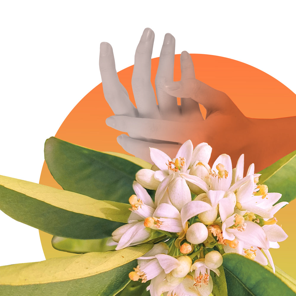 Hermetica Paris | Tuberoli - Memoire 2