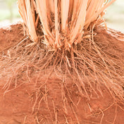 Vetiver Haïti Essence