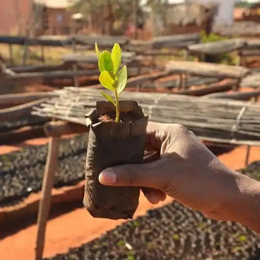 Young seedling with bright green leaves in a black plastic nursery pot.